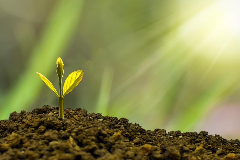Alchemy of Plant Growth
