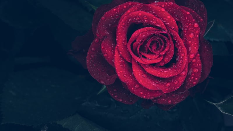 Starry Night Blooms