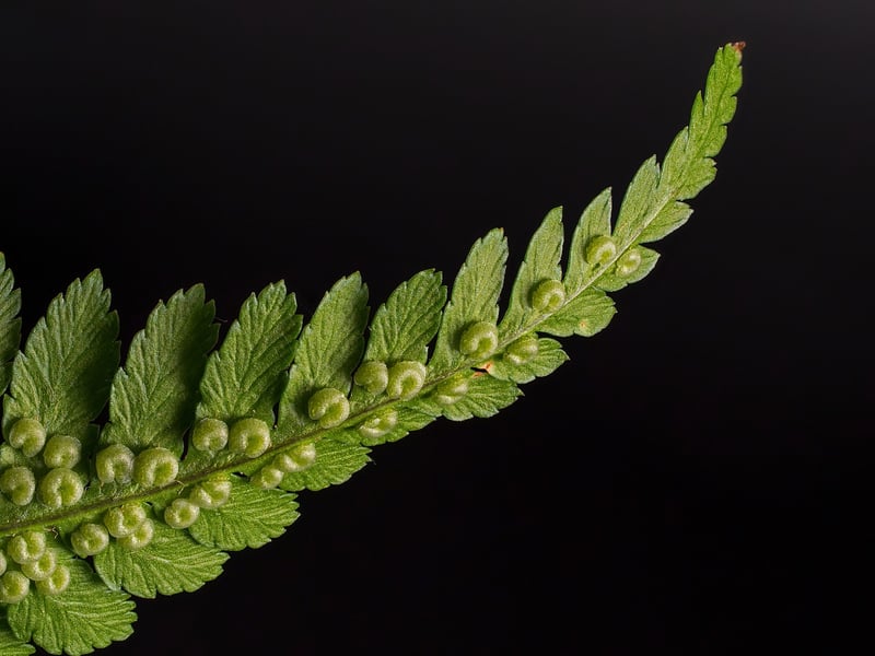 Fern in the forest