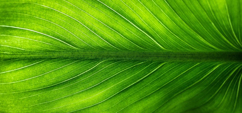 Green Plants