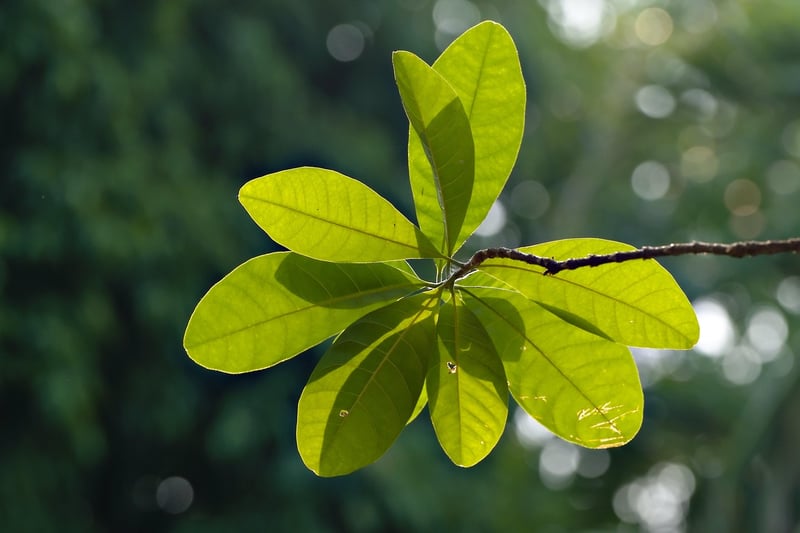 Plant Life